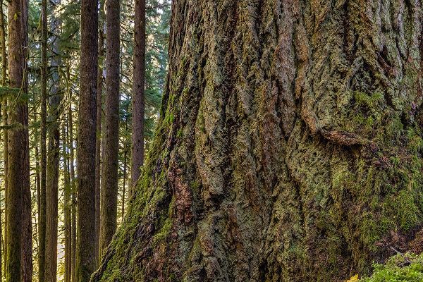 Jaynes Gallery 아티스트의 USA-Washington State-Olympic National Park Close-up of trunk of old growth Douglas fir tree작품입니다.